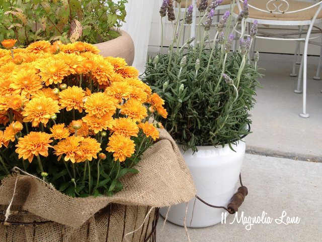 Mums and lavender fall flowers