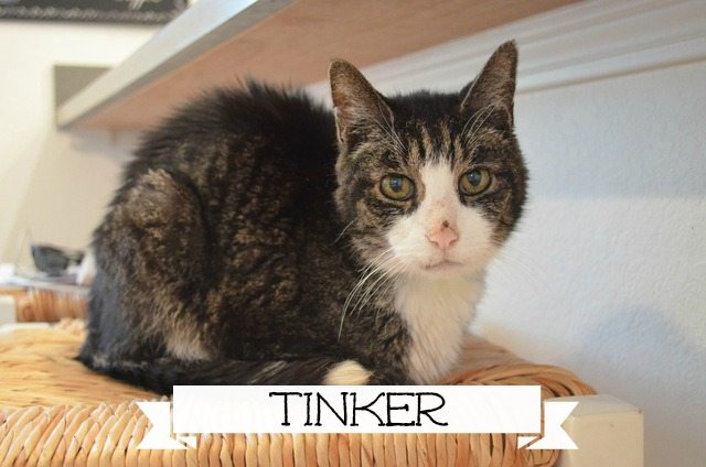 Tinker-marked
