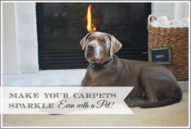 Pets are great, but can wreck havoc on carpets. See how to keep your carpets looking clean and fresh even if you have pets!