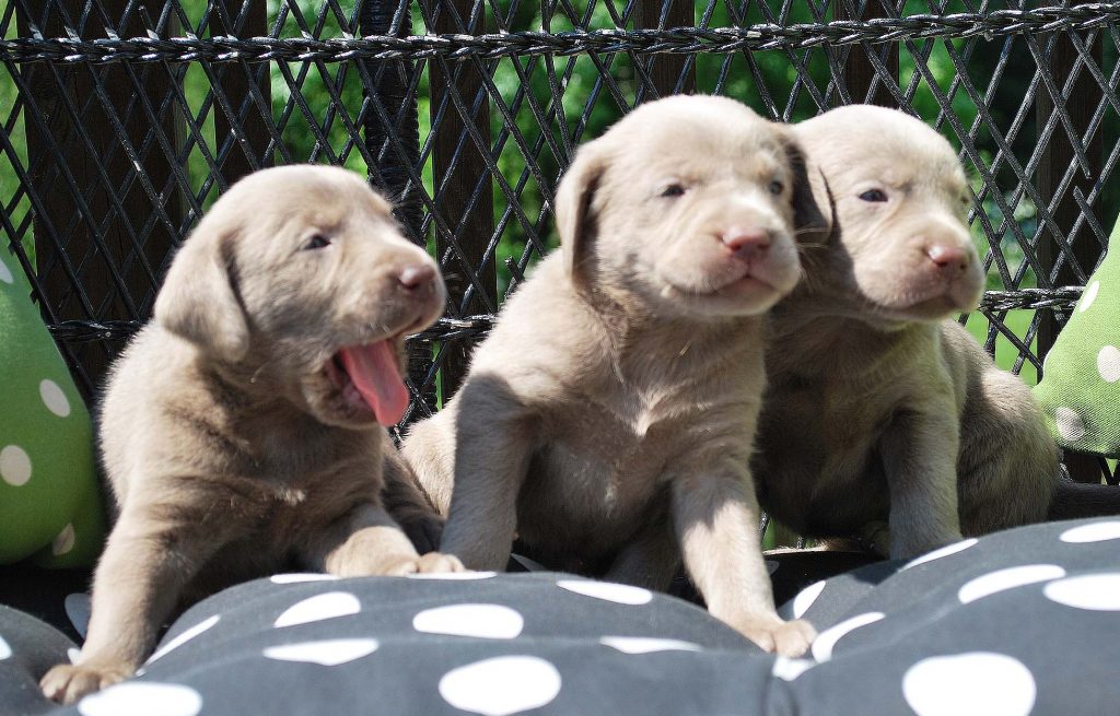 puppies-3.5-weeks