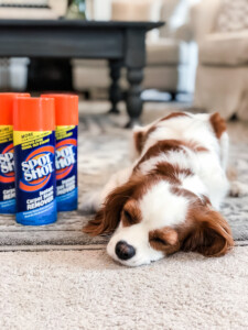 cleaning carpets with pets
